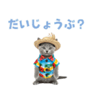 ロシアンブルー子猫の夏でか文字（個別スタンプ：36）