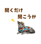 ロシアンブルー子猫の夏でか文字（個別スタンプ：37）