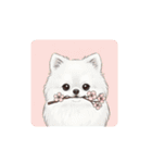 文字ありver. ポメラニアン（日常使い）（個別スタンプ：33）