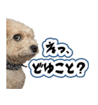 ふくスタンプ3号（個別スタンプ：14）