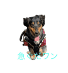 犬太⭐︎スタンプ（個別スタンプ：1）