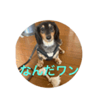 犬太⭐︎スタンプ（個別スタンプ：4）