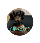 犬太⭐︎スタンプ（個別スタンプ：5）