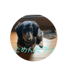犬太⭐︎スタンプ（個別スタンプ：7）