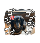 犬太⭐︎スタンプ（個別スタンプ：10）