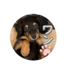 犬太⭐︎スタンプ（個別スタンプ：12）