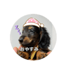 犬太⭐︎スタンプ（個別スタンプ：13）