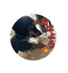 犬太⭐︎スタンプ（個別スタンプ：15）