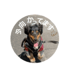犬太⭐︎スタンプ（個別スタンプ：17）