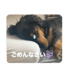 犬太⭐︎スタンプ（個別スタンプ：19）