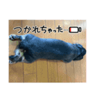 犬太⭐︎スタンプ（個別スタンプ：20）