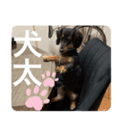 犬太⭐︎スタンプ（個別スタンプ：21）