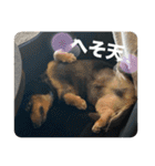 犬太⭐︎スタンプ（個別スタンプ：24）