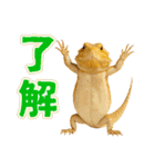 フトアゴの日常.（個別スタンプ：3）