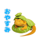 フトアゴの日常.（個別スタンプ：4）