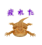 フトアゴの日常.（個別スタンプ：7）