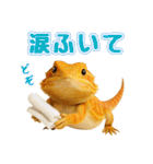 フトアゴの日常.（個別スタンプ：9）
