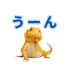 フトアゴの日常.（個別スタンプ：12）
