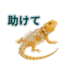 フトアゴの日常.（個別スタンプ：15）