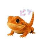 フトアゴの日常.（個別スタンプ：19）