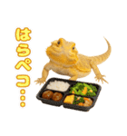 フトアゴの日常.（個別スタンプ：21）