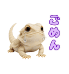フトアゴの日常.（個別スタンプ：23）