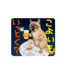 お酒とネコ好きな日常会話 51（個別スタンプ：2）