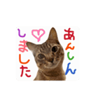 お酒とネコ好きな日常会話 51（個別スタンプ：5）