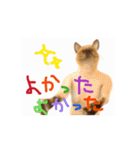 お酒とネコ好きな日常会話 51（個別スタンプ：10）