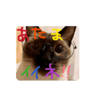 お酒とネコ好きな日常会話 51（個別スタンプ：11）