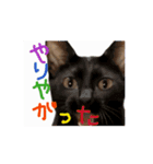 お酒とネコ好きな日常会話 51（個別スタンプ：12）