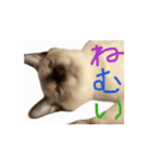 お酒とネコ好きな日常会話 51（個別スタンプ：14）