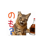 お酒とネコ好きな日常会話 51（個別スタンプ：15）