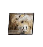 マルとのくらし5（個別スタンプ：4）