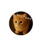 ただの猫スタンプ(（個別スタンプ：2）