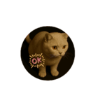 ただの猫スタンプ(（個別スタンプ：3）