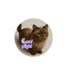 ただの猫スタンプ(（個別スタンプ：4）