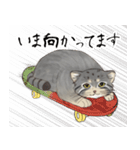 マヌルネコ・スタンプ1（個別スタンプ：8）