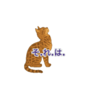 セピアなベンガルキャット（個別スタンプ：3）