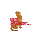 セピアなベンガルキャット（個別スタンプ：4）