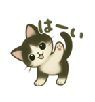 ハチワレ子猫の毎日スタンプ（個別スタンプ：3）
