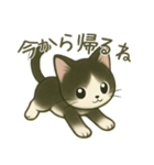 ハチワレ子猫の毎日スタンプ（個別スタンプ：24）
