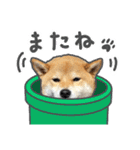 きゃわ'z-01（個別スタンプ：40）