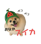 ポメラニアンのセットメニューダジャレ多め（個別スタンプ：6）