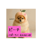 ポメラニアンのセットメニューダジャレ多め（個別スタンプ：7）