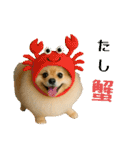 ポメラニアンのセットメニューダジャレ多め（個別スタンプ：9）