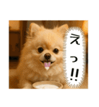ポメラニアンのセットメニューダジャレ多め（個別スタンプ：11）