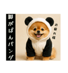 ポメラニアンのセットメニューダジャレ多め（個別スタンプ：13）