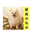 ポメラニアンのセットメニューダジャレ多め（個別スタンプ：19）