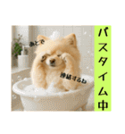 ポメラニアンのセットメニューダジャレ多め（個別スタンプ：20）